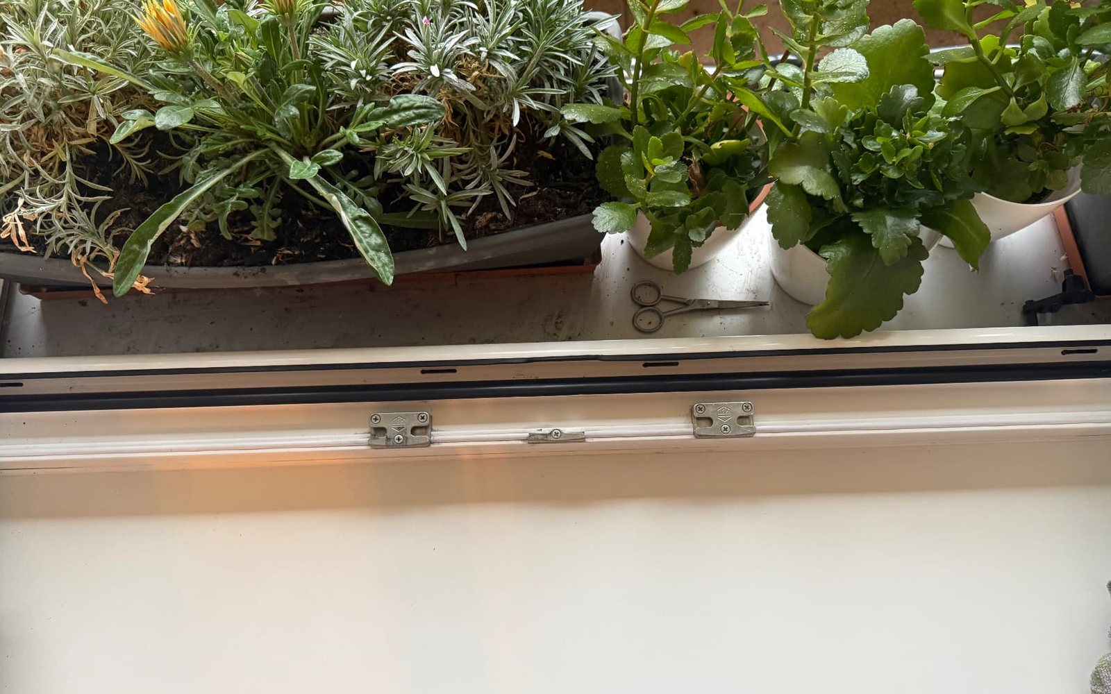 Nachher: Fensterbank mit Pflanzen